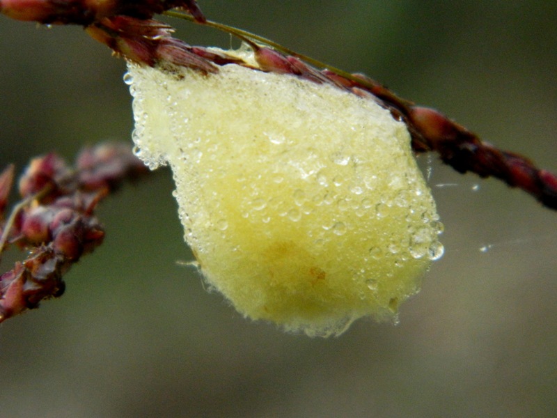 Ooteca o crisalide? - cocoon